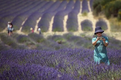 一面のラベンダー畑に多くの観光客、フランス南東