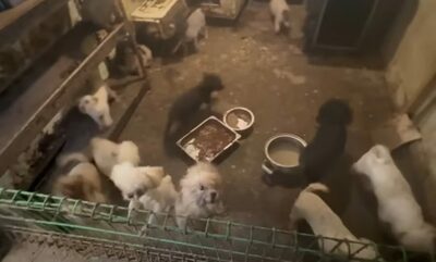 韓国・繁殖場の犬105匹が「ブルセラ症」集団感染