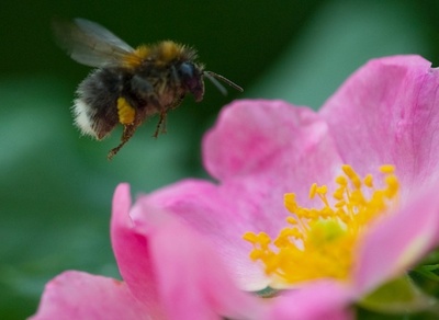 天然の「薬箱」、ハチの寄生虫対策に花蜜成分が効果