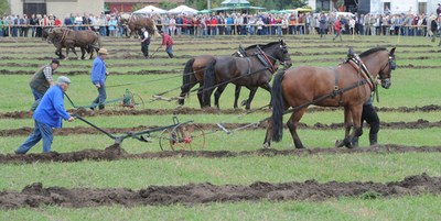 畑をウマく耕そう！ドイツで耕作選手権
