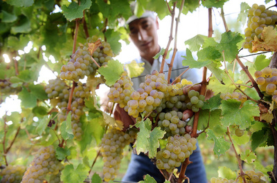 世界のワイン生産地半減か、平均気温2度上昇で 研究