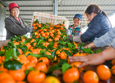 中国でミカンの食べ過ぎによる高カリウム血症患者が増加