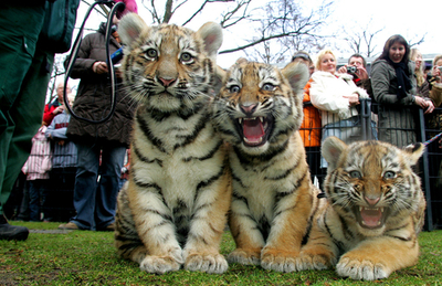 独動物園に新アイドル、赤ちゃんトラ3兄弟がカメラにポーズ