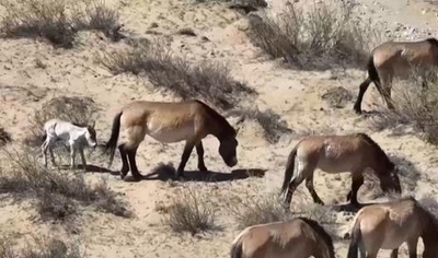 モウコノウマの第2陣 中国寧夏で野に放たれる