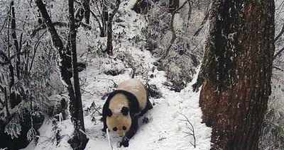 四川・松潘自然保護区で野生パンダの活動映像を再確認