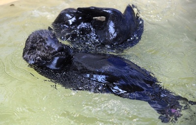 ラッコの生態系復帰、捕食動物の再導入がもたらす恩恵 研究