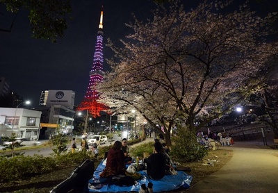 「桜色」の東京タワーと満開の桜