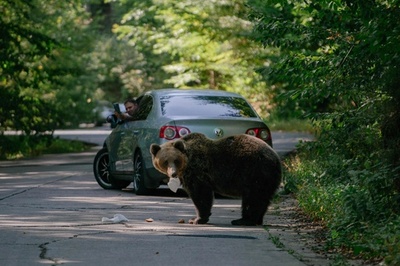 保護か殺処分か クマへの対応めぐり紛糾 ルーマニア