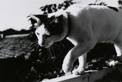 東京都写真美術館「TOPコレクション 東京・TOKYO」開催