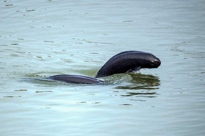 【今日の1枚】ネッシー!? その正体は… 中国