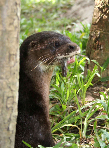 希少種のスマトラカワウソ、カンボジアの新居に引っ越し