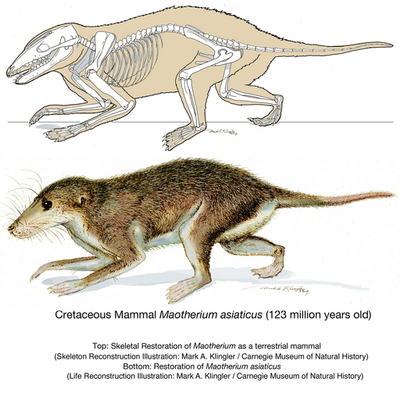 新種のほ乳類の化石を発見、耳の進化に手がかり 中国北東部