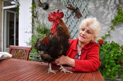 おんどりには鳴く権利がある、仏苦情裁判 眠れないと主張した原告敗訴