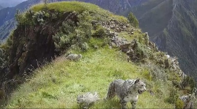 3頭のユキヒョウ、青海省玉樹に現れる