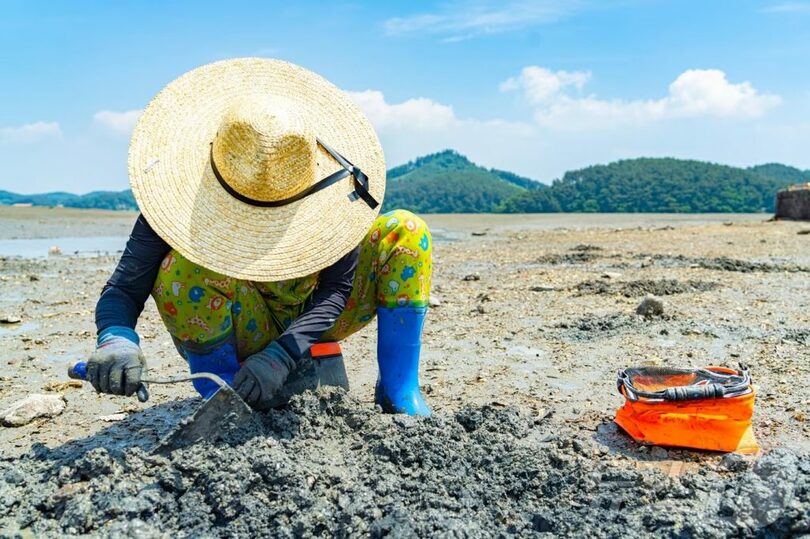 中里漁村体験村：干潟体験場でアサリ採りができる＝韓国観光公社提供(c)news1