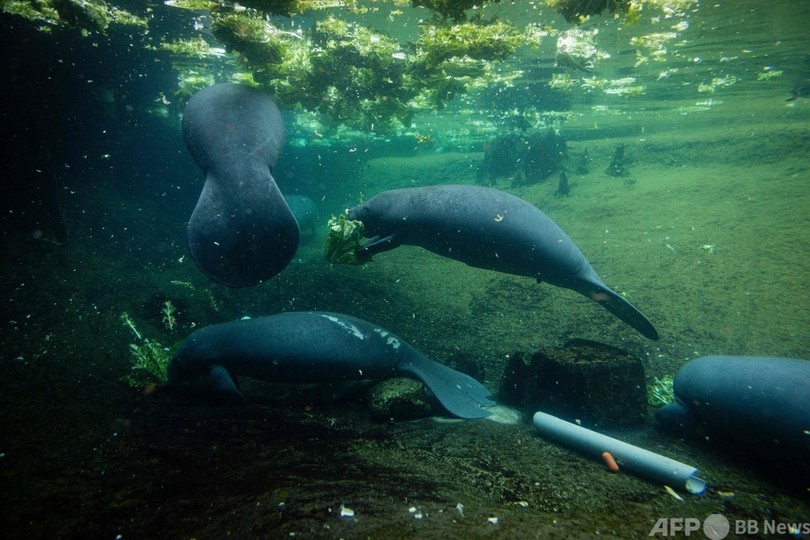 マナティー赤ちゃん治療中 死骸急増の米フロリダ