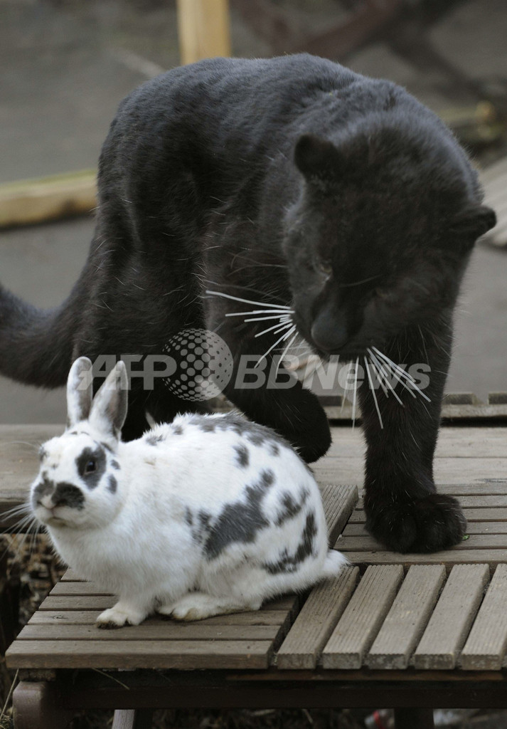 黒ヒョウの 親友 はウサギ ドイツ動物園 写真3枚 国際ニュース Afpbb News