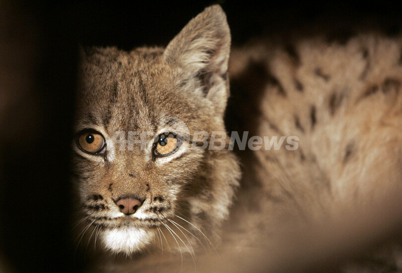 チーターにオオヤマネコ 相次ぐ脱走に近隣住民からは不安の声 写真1枚 国際ニュース Afpbb News