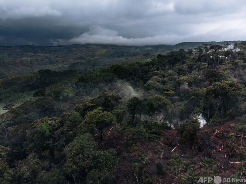 中国企業、コンゴで違法伐採 国際NGO