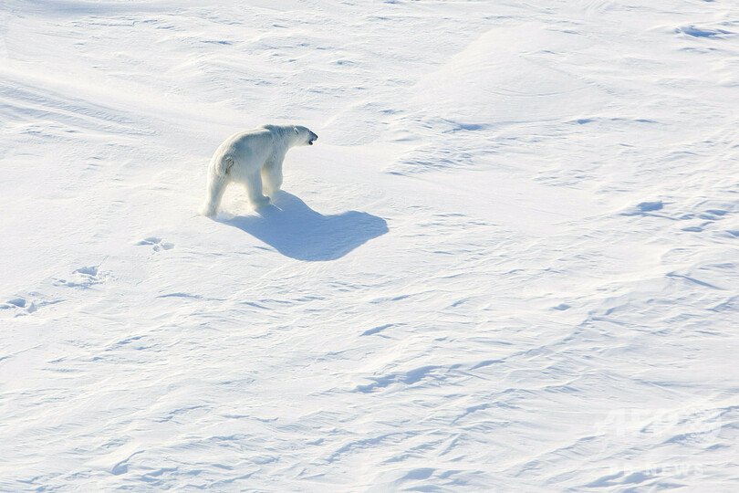 ホッキョクグマの 襲来 終結 非常事態宣言を解除 ロシア北極圏の島 写真1枚 国際ニュース Afpbb News