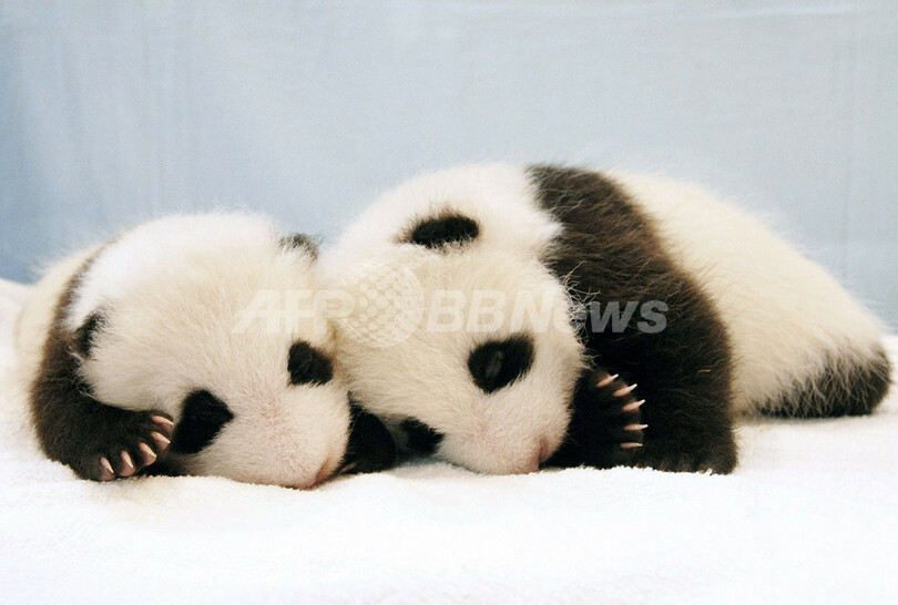 日本で生まれたパンダ 双子の赤ちゃんお披露目 和歌山 写真1枚 国際ニュース Afpbb News