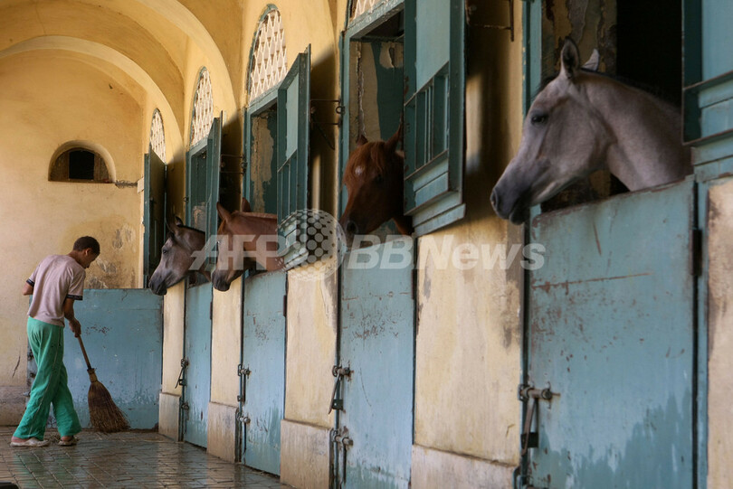 サウジのアラブ馬繁殖家にモロッコ国王から種牡馬贈呈