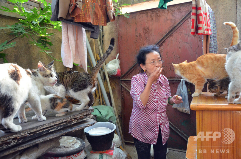 高齢の女性が27年で600匹の野良猫を養う 中国 山東省 写真4枚 国際ニュース Afpbb News