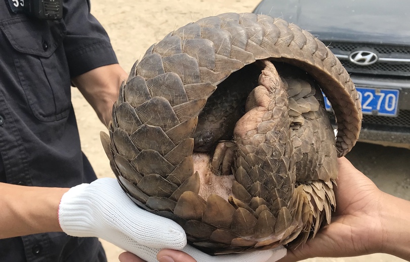 雲南省で絶滅危惧種のセンザンコウ見つかる 追跡装置つけ保護区に戻す