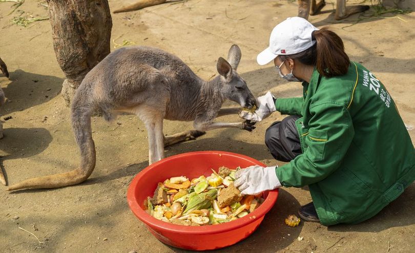元気かな 休園でも世話を続ける動物園の飼育担当者 中国 武漢市 写真15枚 国際ニュース Afpbb News
