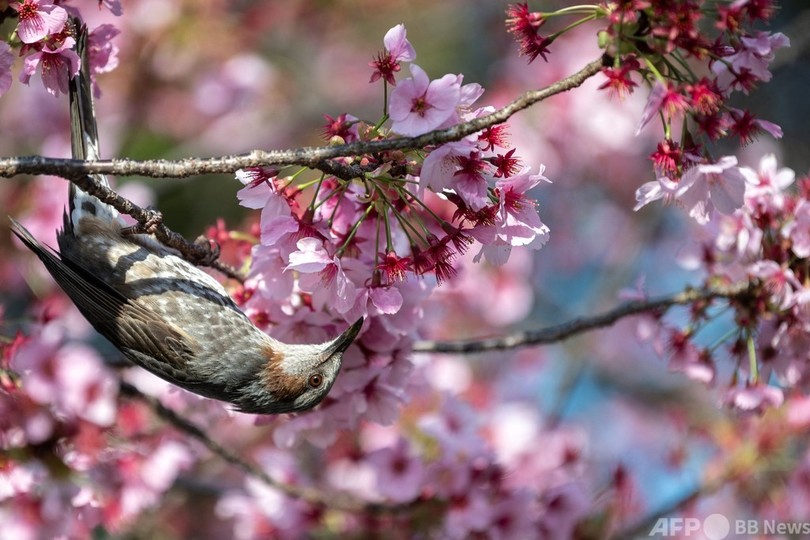 都内で桜が見ごろ 平年より2週間ほど早い開花 写真枚 国際ニュース Afpbb News