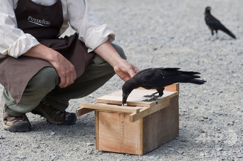 カラス清掃員 勤務態度は良好 せっせと吸い殻拾い 仏 写真11枚 国際ニュース Afpbb News