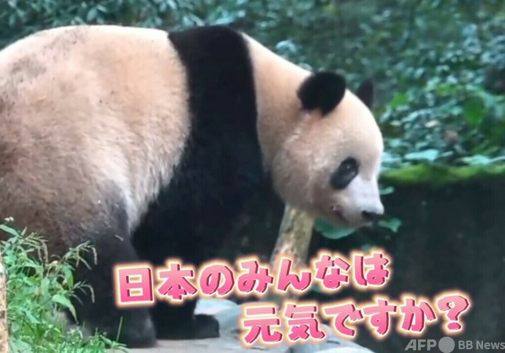 シャンシャンが8日から一般公開 ライブ配信で日本語の「シャンちゃん」に反応 中国四川省 写真1枚 国際ニュース:AFPBB News