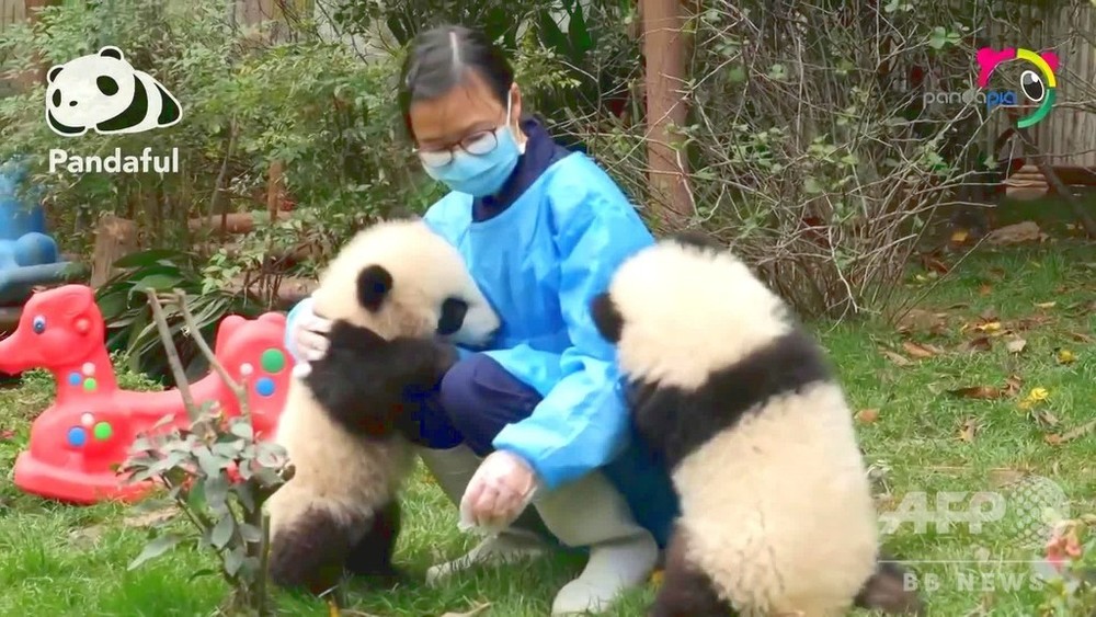 動画 パンダフル 甘えん坊の赤ちゃん 駄々っ子に 写真1枚 国際ニュース Afpbb News