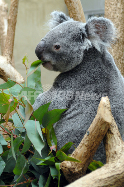 オスのコアラ、「伴侶」を求めてお引っ越し - ドイツ