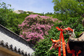 満開となったサルスベリの花（2023年8月2日撮影）。(c)Xinhua News
