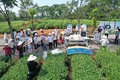 茶畑での現地交流会の様子（2022年7月12日撮影）。(c)Xinhua News