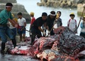 千葉県南房総市にある和田漁港で、クジラの解体作業を見学する子どもたち（2004年7月12日撮影）。(c) Kazuhiro NOGI / AFP