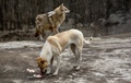 犬（手前）が食事を終えてから、自分のエサを食べるオオカミ（2019年5月8日撮影）。(c)CNS/張暢