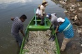 メキシコ西部ハリスコ（Jalisco）州のラグーン（潟湖）、カヒティトラン（Cajititlan）湖で、大量死した魚の死骸を回収する漁業関係者（2014年9月1日撮影）。(c)AFP/Hector Guerrero