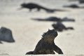 エクアドル領ガラパゴス諸島サンタクルス島のウミイグアナ（2015年7月16日撮影）。(c)AFP/RODRIGO BUENDIA