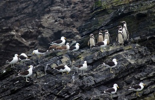 希少なペンギンの生息地近くで鉱山採掘計画、チリで物議