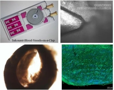 宇宙血管組織チップ 長期微小重力条件下での培養実験完了 