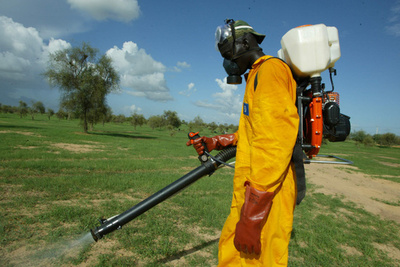 サバクバッタの大群、アフリカ北西部に飛来の恐れ 国連が警告