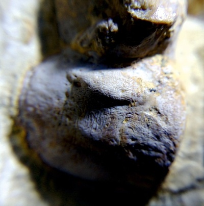 2億4500万年前の爬虫類に結核の痕跡、研究で確認