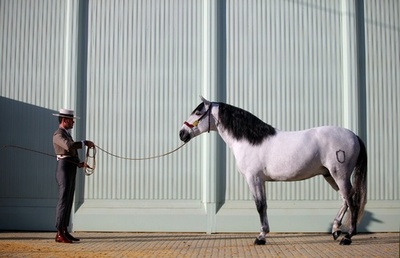 スペインで馬の見本市、多数の名馬が登場