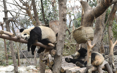 かわいいだけじゃない、研究もリード 成都・ジャイアントパンダ基地探訪