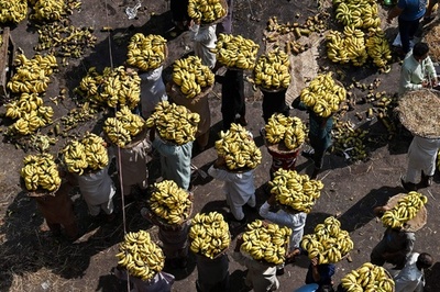 【今日の1枚】黄色の花畑、積み荷はバナナ パキスタン