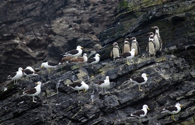 希少なペンギンの生息地近くで鉱山採掘計画、チリで物議