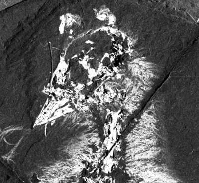 古代鳥類の化石からヒトも持つ色素の痕跡、国際研究