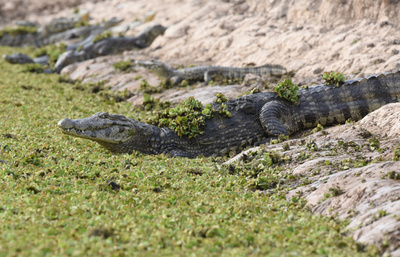 干ばつで河川が渇水、数千匹のワニが危機に パラグアイ
